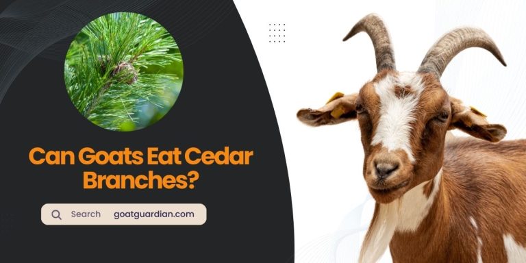 Can Goats Eat Cedar Branches? (with Nutritional Benefits)