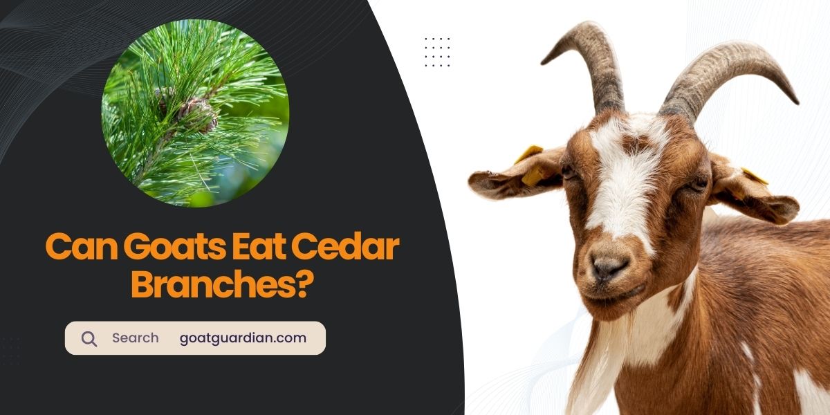 Can Goats Eat Cedar Branches