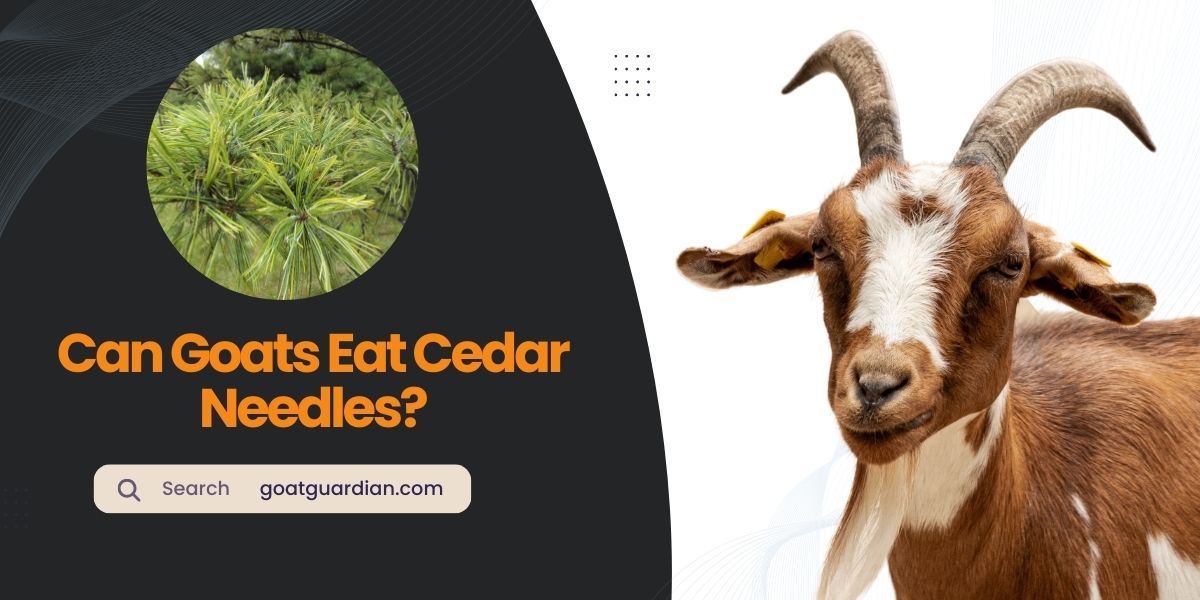 Can Goats Eat Cedar Needles
