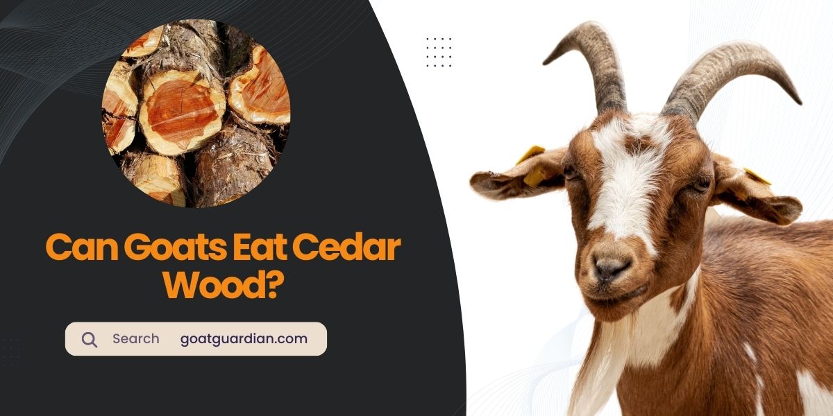Can Goats Eat Cedar Wood