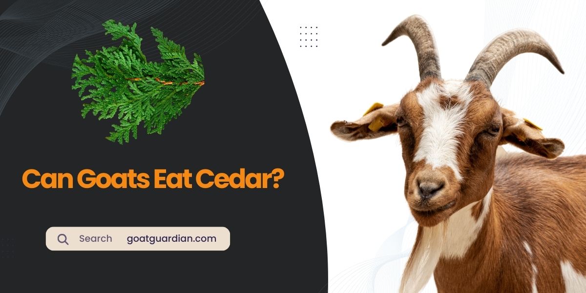 Can Goats Eat Cedar