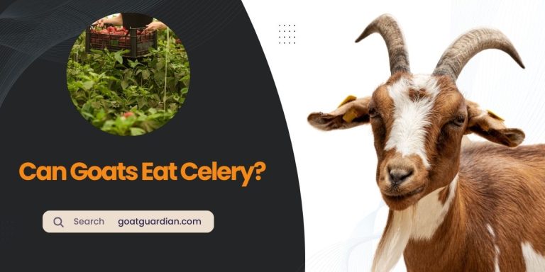 Can Goats Eat Celery? (Read Before Feeding)