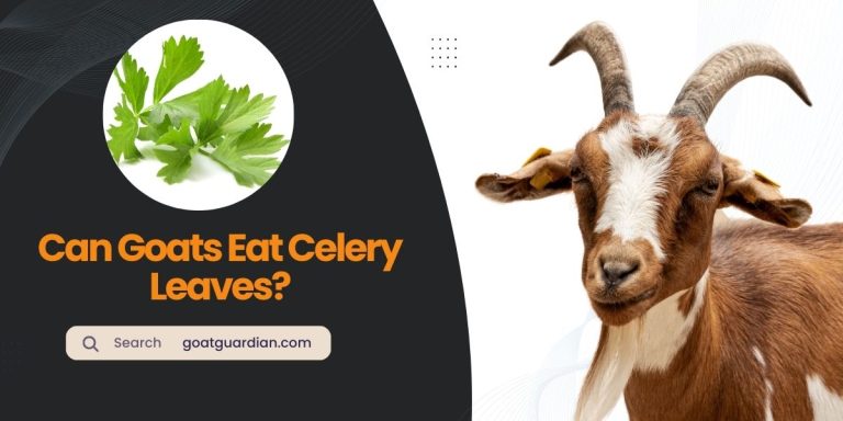 Can Goats Eat Celery Leaves? (YES or NO)