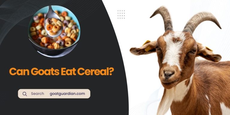 Can Goats Eat Cereal? (Practical Experiences)