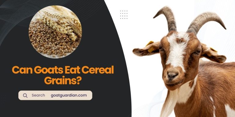 Can Goats Eat Cereal Grains? (Best and Safest Options)