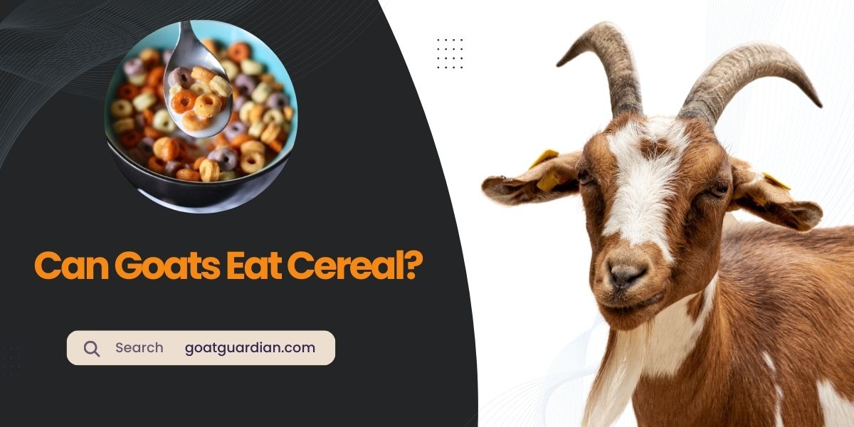 Can Goats Eat Cereal