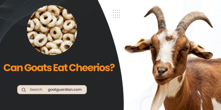 Can Goats Eat Cheerios? (YES or NO)