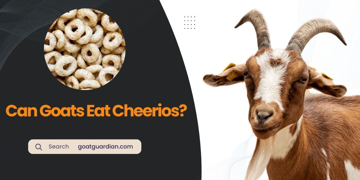 Can Goats Eat Cheerios