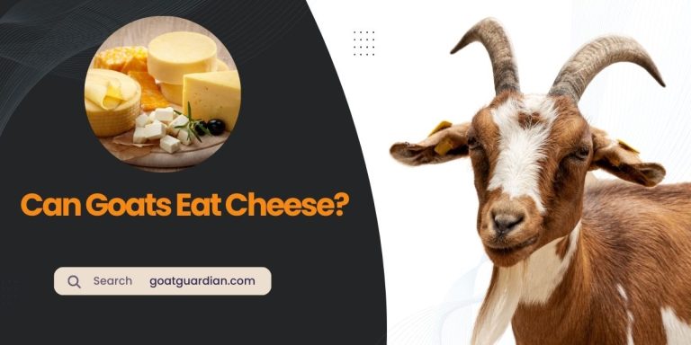 Can Goats Eat Cheese? Is It Safe?