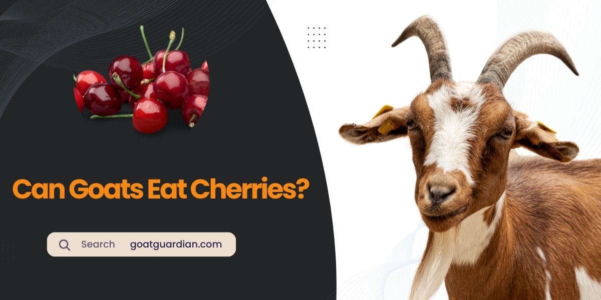 Can Goats Eat Cherries