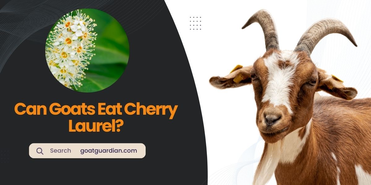 Can Goats Eat Cherry Laurel