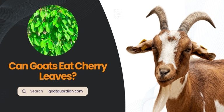 Can Goats Eat Cherry Leaves? (with Considerations)