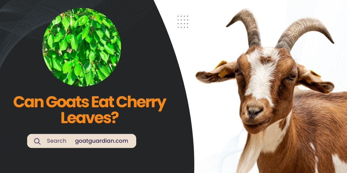 Can Goats Eat Cherry Leaves