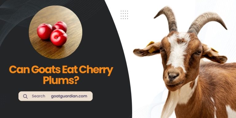 Can Goats Eat Cherry Plums? (Toxic or Safe)