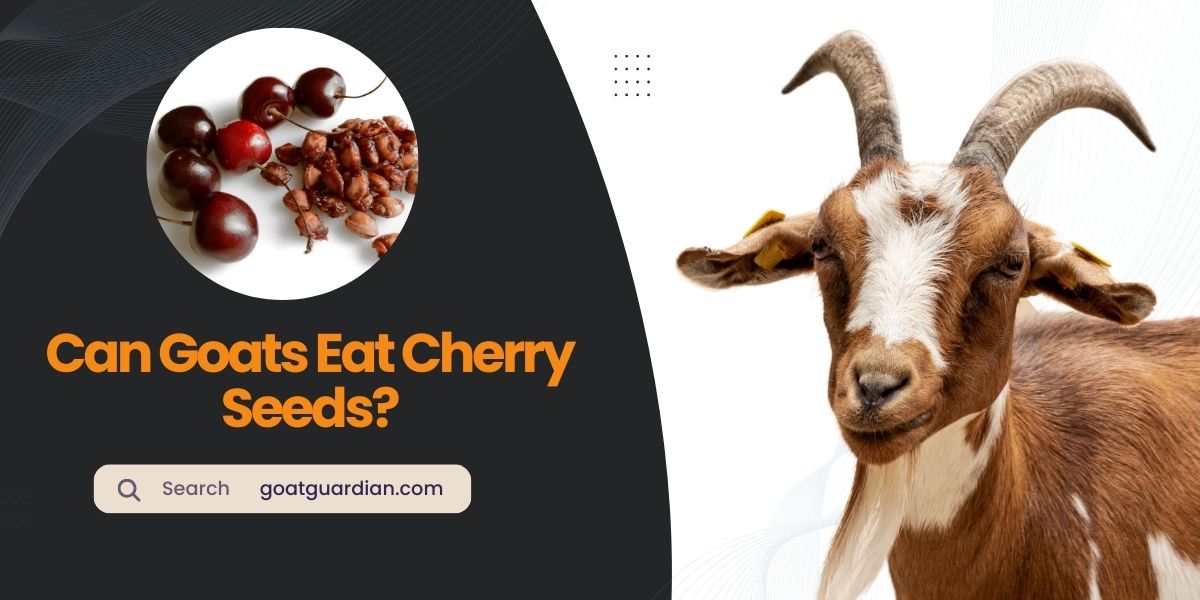 Can Goats Eat Cherry Seeds