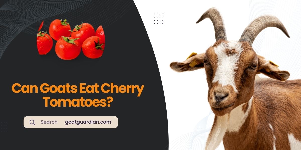 Can Goats Eat Cherry Tomatoes
