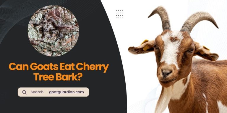 Can Goats Eat Cherry Tree Bark? (GOOD or BAD)