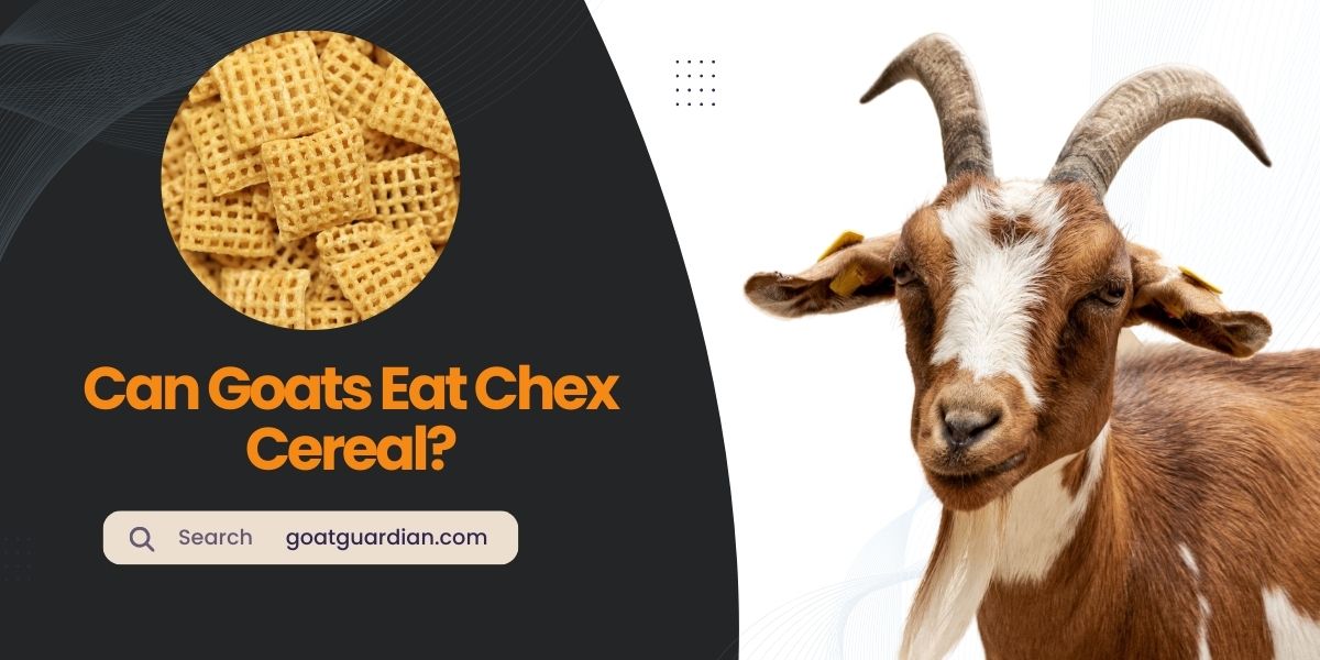 Can Goats Eat Chex Cereal