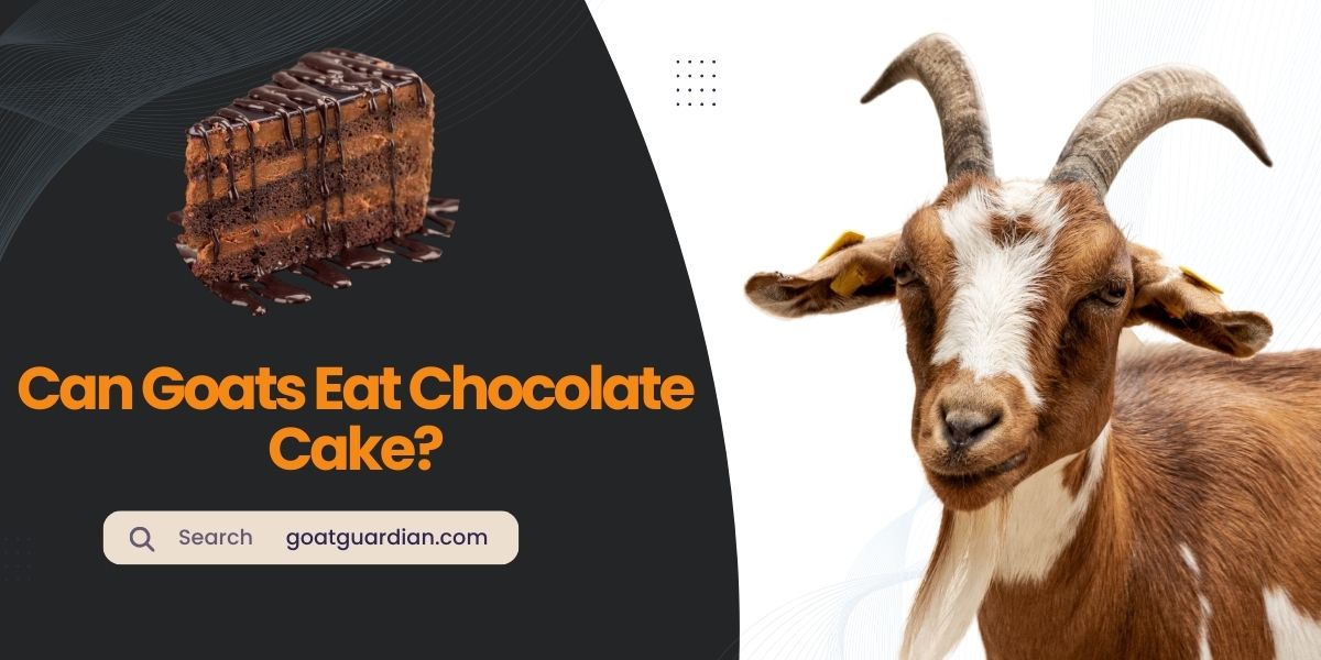 Can Goats Eat Chocolate Cake