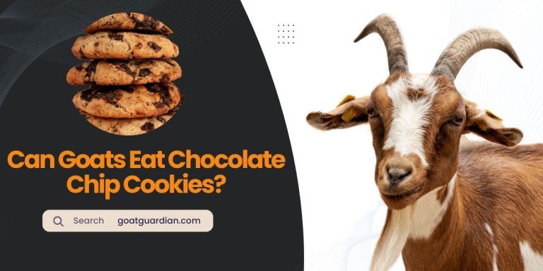 Can Goats Eat Chocolate Chip Cookies? (YES or NO)