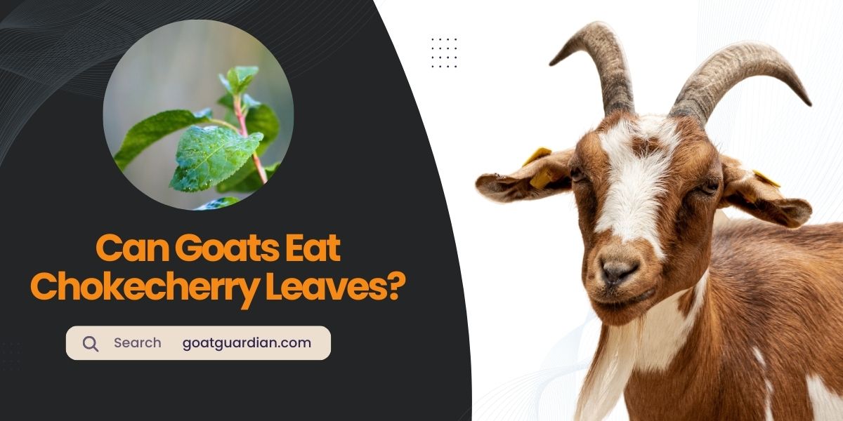 Can Goats Eat Chokecherry Leaves