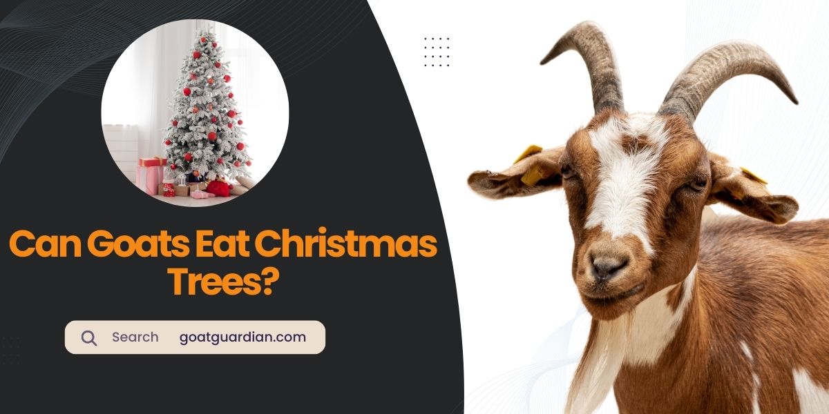 Can Goats Eat Christmas Trees