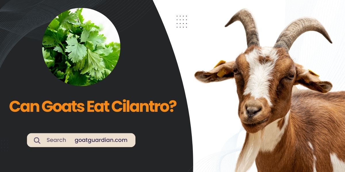 Can Goats Eat Cilantro