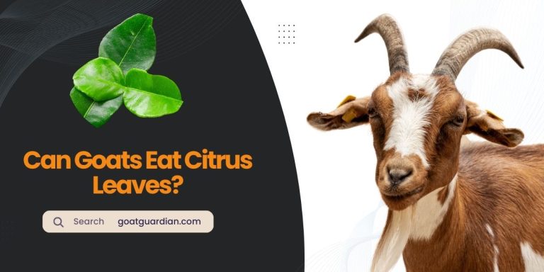 Can Goats Eat Citrus Leaves? (Dos and Don’ts)