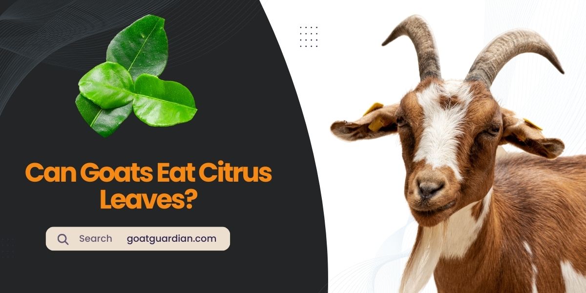 Can Goats Eat Citrus Leaves