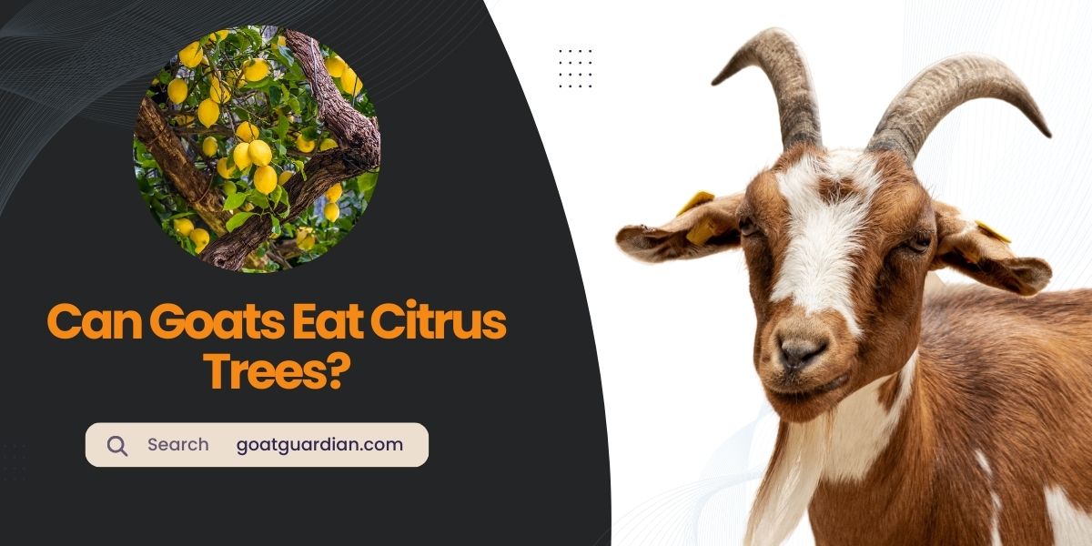 Can Goats Eat Citrus Trees