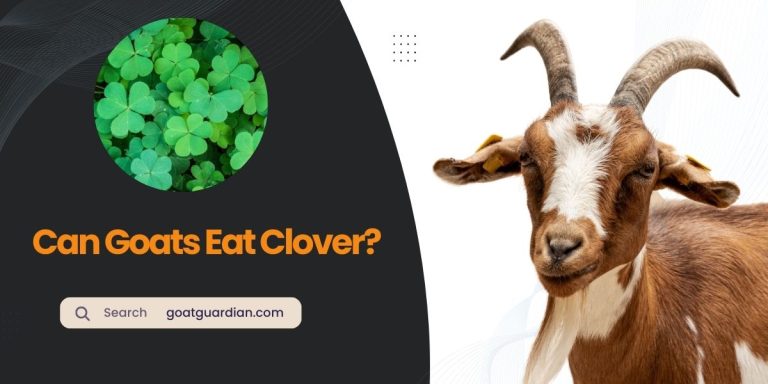 Can Goats Eat Clover? Is It Safe?