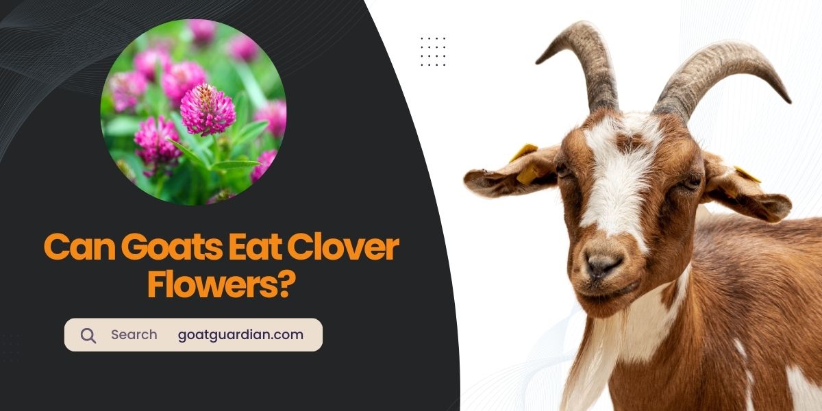Can Goats Eat Clover Flowers