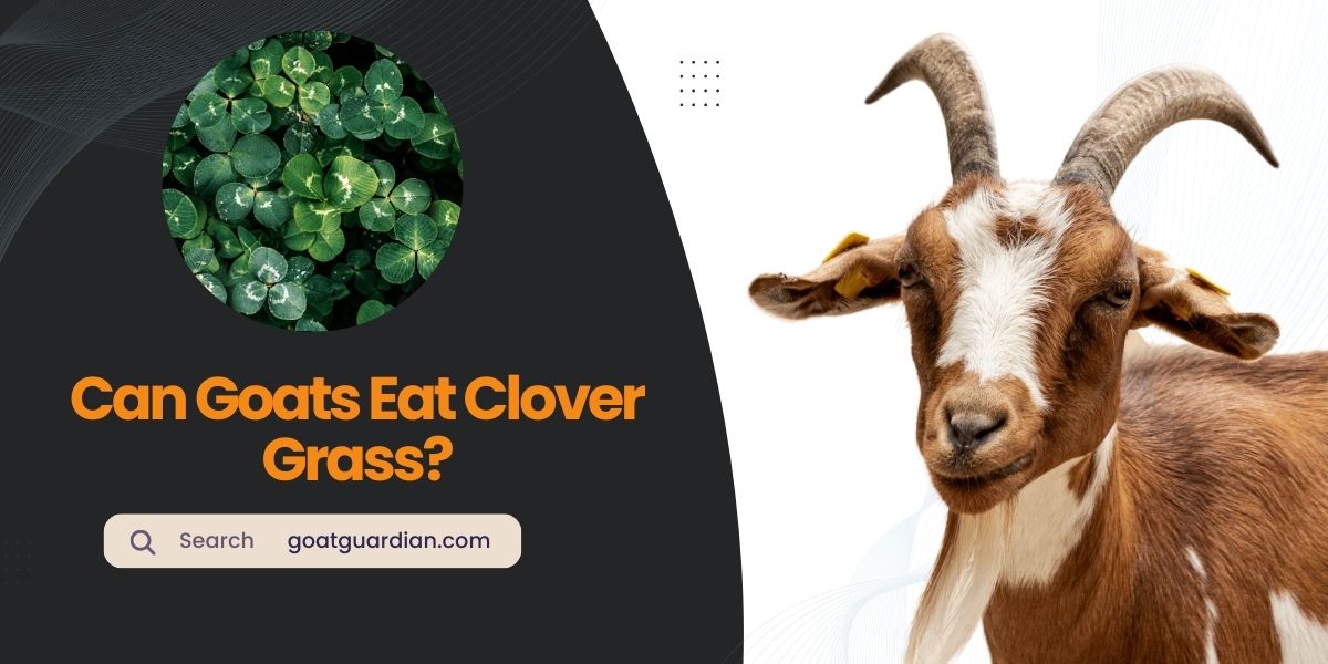 Can Goats Eat Clover Grass