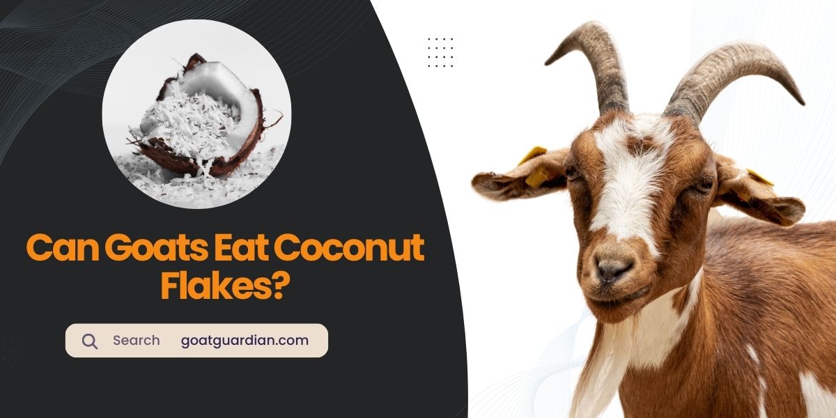 Can Goats Eat Coconut Flakes