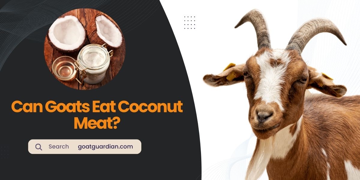 Can Goats Eat Coconut Meat