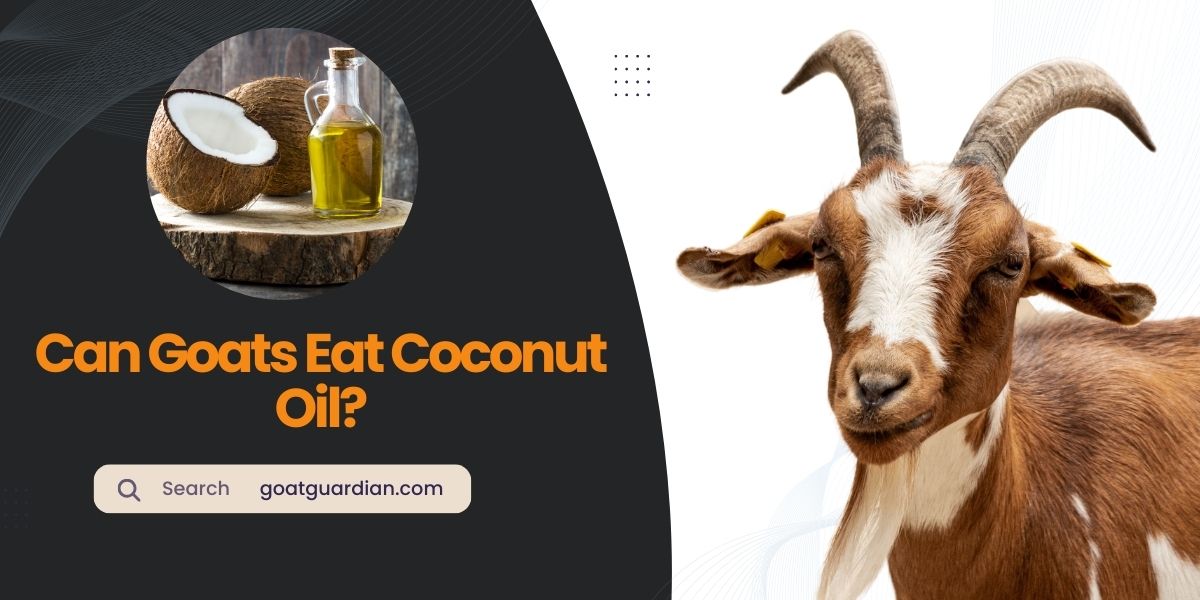 Can Goats Eat Coconut Oil