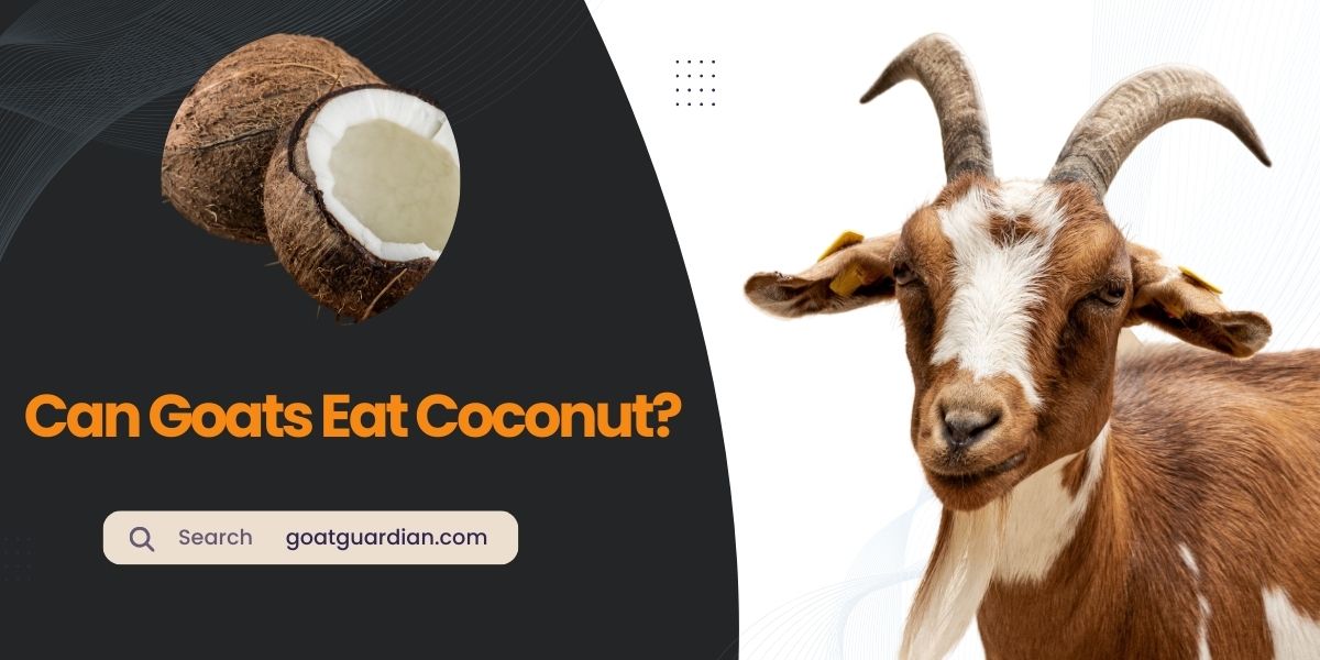 Can Goats Eat Coconut