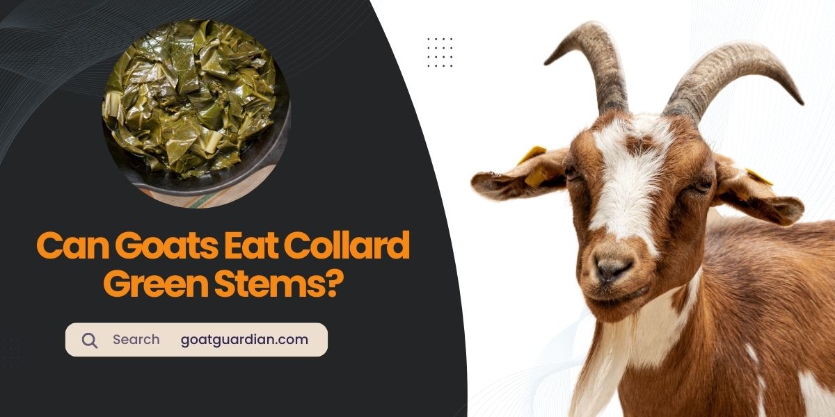 Can Goats Eat Collard Green Stems