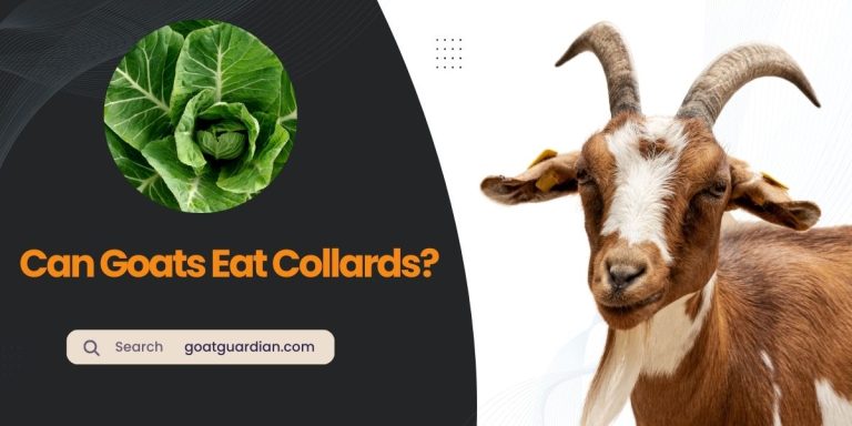 Can Goats Eat Collards? (with Alternatives)