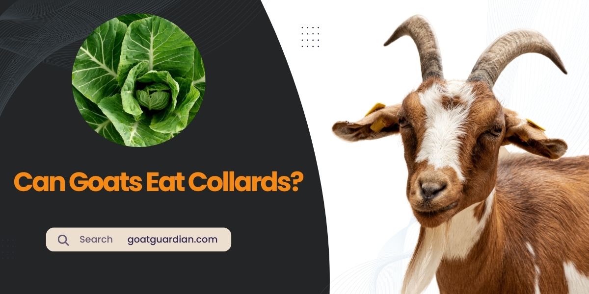 Can Goats Eat Collards