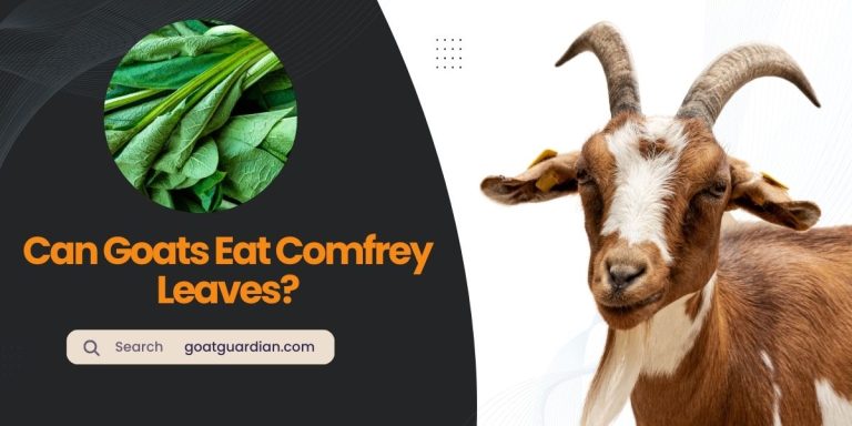 Can Goats Eat Comfrey Leaves? (Expert Guidelines)