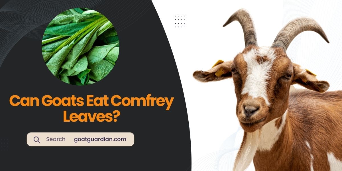 Can Goats Eat Comfrey Leaves
