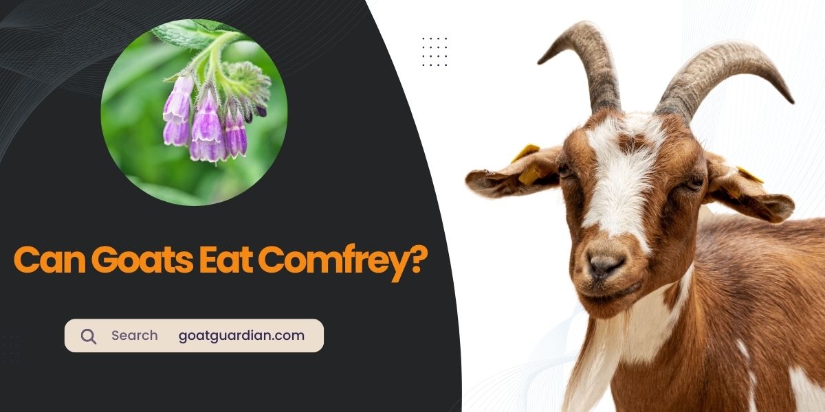 Can Goats Eat Comfrey