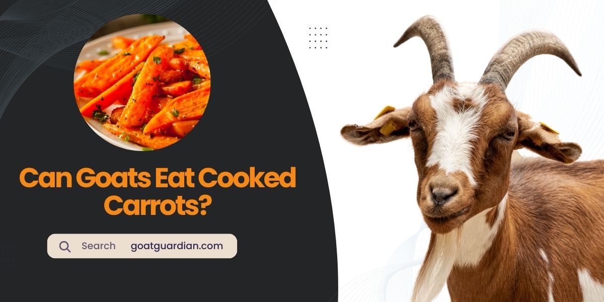 Can Goats Eat Cooked Carrots