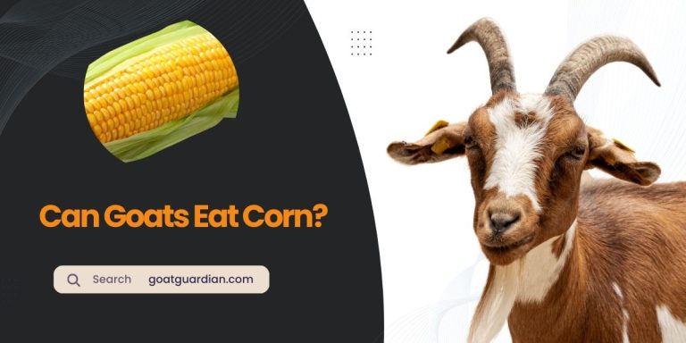 Can Goats Eat Corn? (Dos & Don’ts)