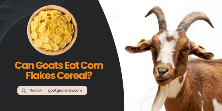 Can Goats Eat Corn Flakes Cereal? (Safe or Risky)