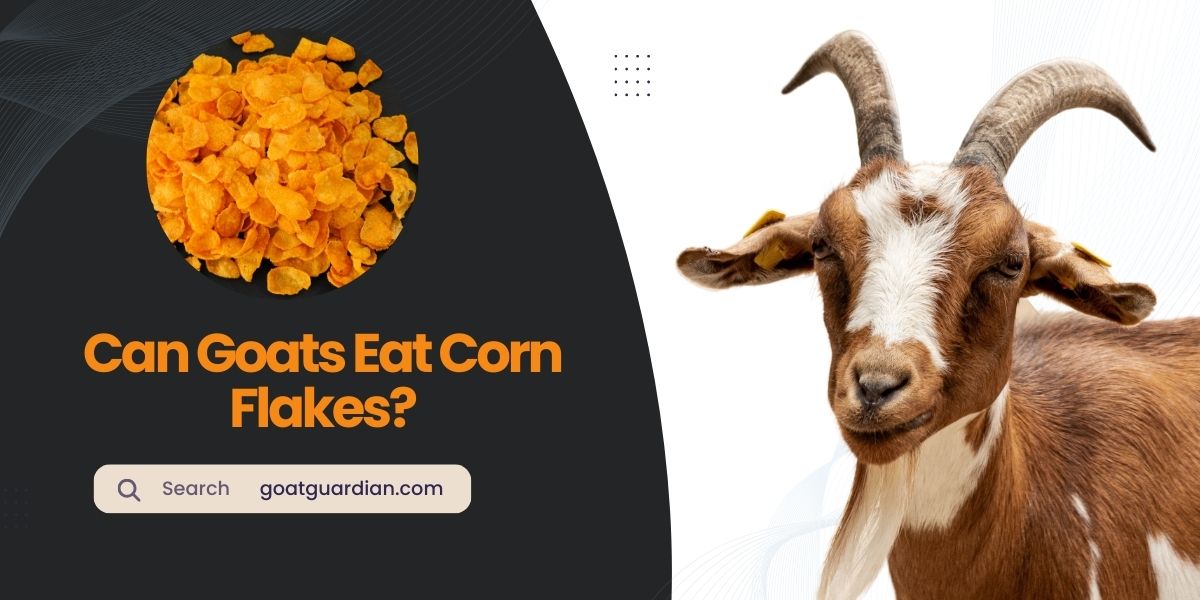 Can Goats Eat Corn Flakes