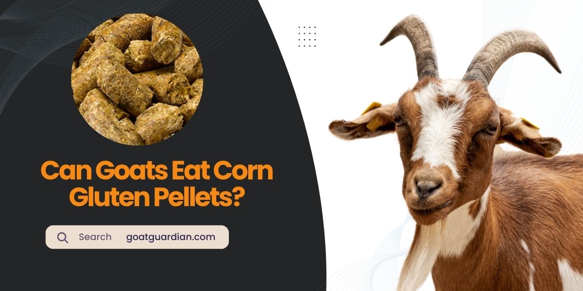 Can Goats Eat Corn Gluten Pellets
