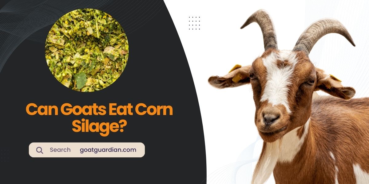 Can Goats Eat Corn Silage