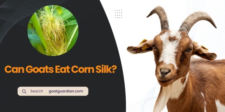 Can Goats Eat Corn Silk? (YES or NO)